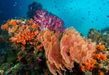 Ekowisata Raja Ampat Terancam Tambang, Pakar UGM Desak Penegakan Hukum Lingkungan