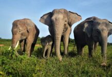 Presiden Prabowo Subianto Tawarkan Lahan Konservasi Gajah, Pakar UGM : Soroti Soal Kesesuaian Habitat