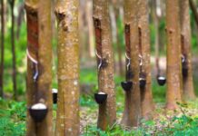 Akademisi UGM : Konversi Lahan Karet Dinilai Keliru dan Berisiko