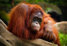 UGM Gandeng Leipzig University Jajaki Kerjasama Riset Satwa Liar dan Program Gelar Ganda